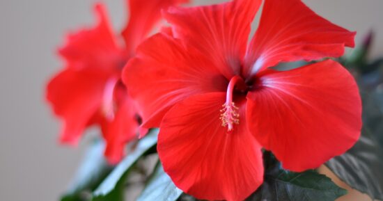 Hibiskus