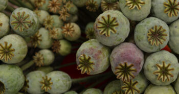 Opium