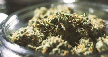 Marijuana