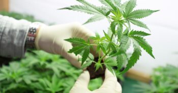Cannabisodling
