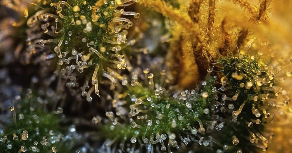 THC