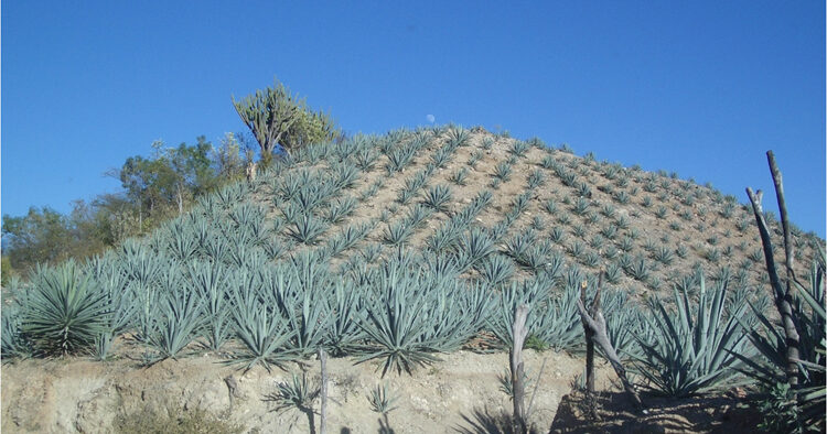 Mexiko