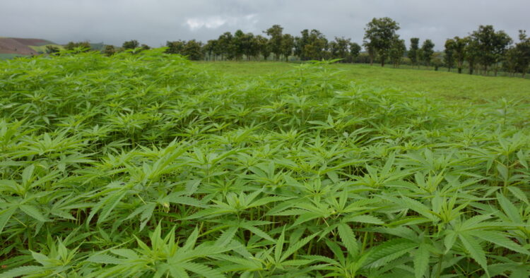 Cannabisskog