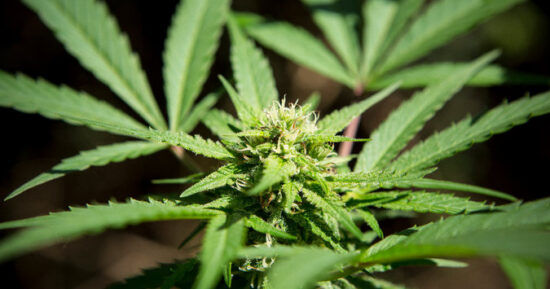 Cannabisblomma