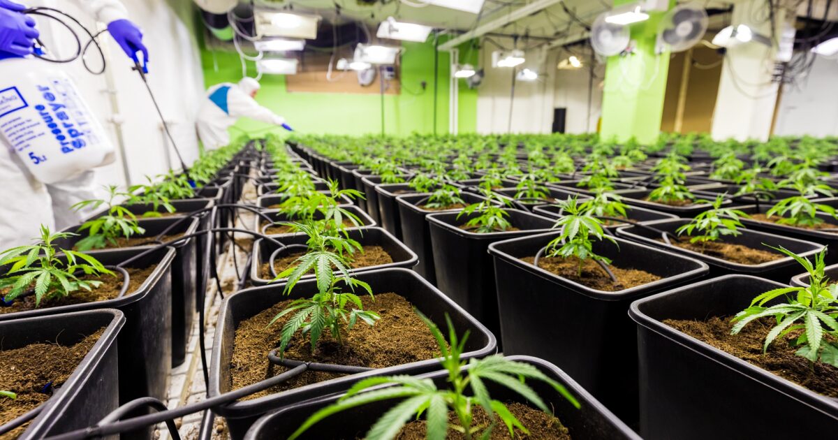 Cannabisodling