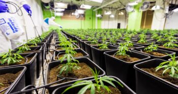Cannabisodling