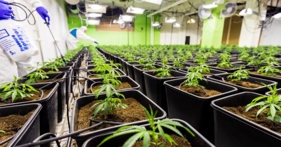 Cannabisodling
