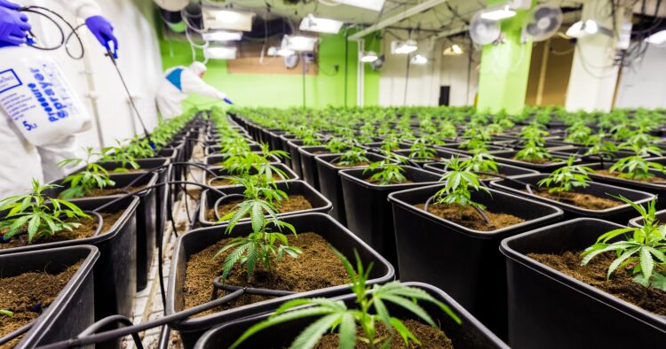 Cannabisodling