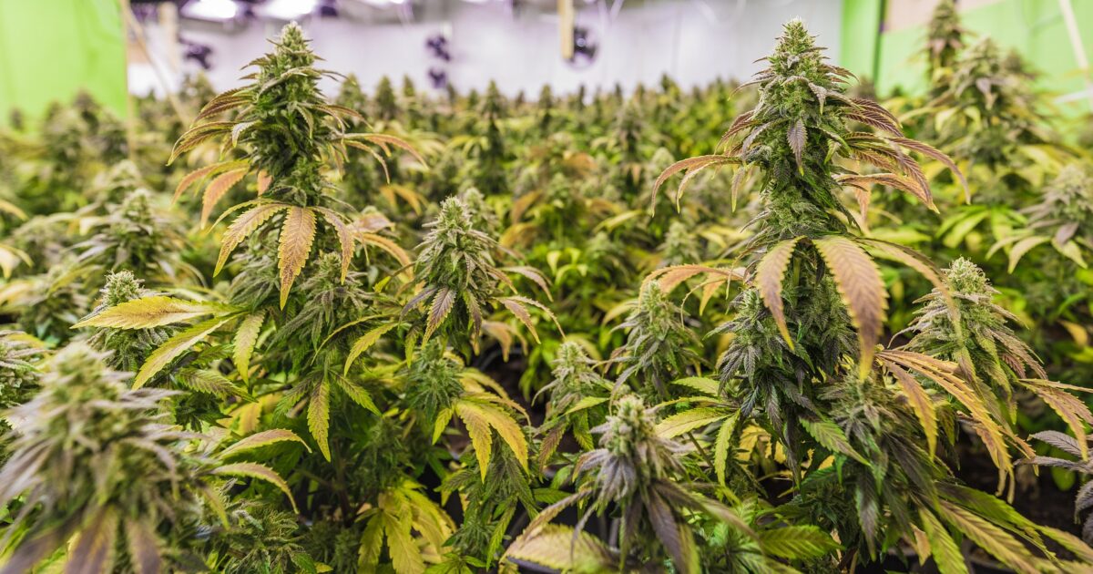 Cannabisplantor