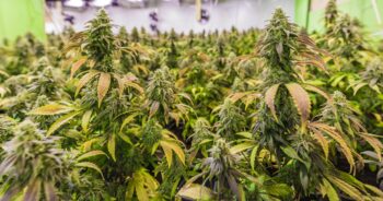 Cannabisplantor