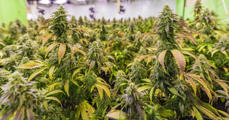 Cannabisplantor
