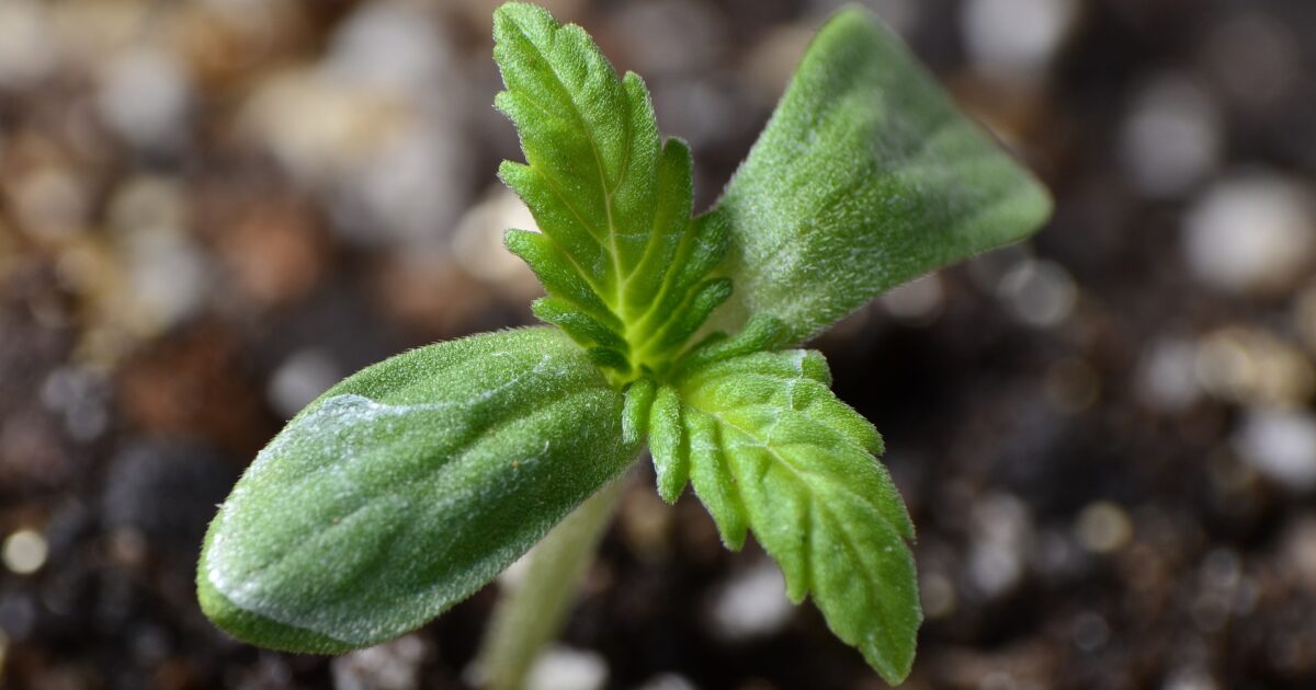 Liten planta