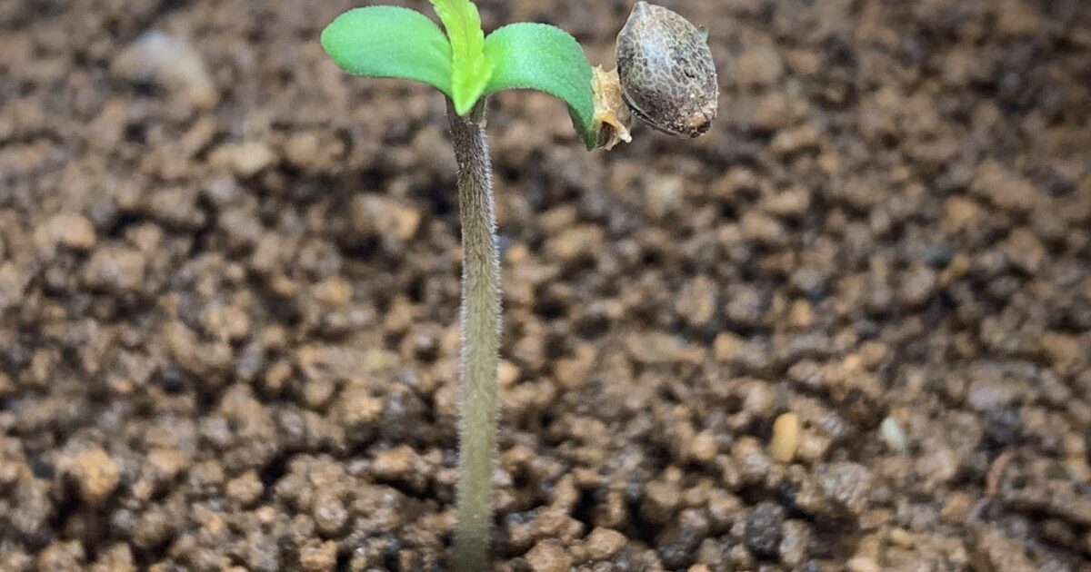 Liten planta