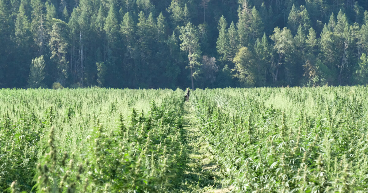 Cannabisfält