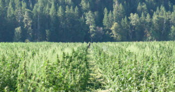 Cannabisfält