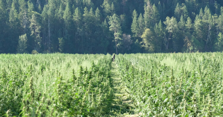 Cannabisfält