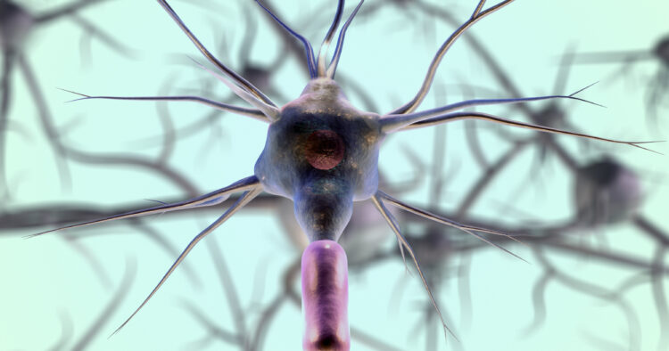Nervcell