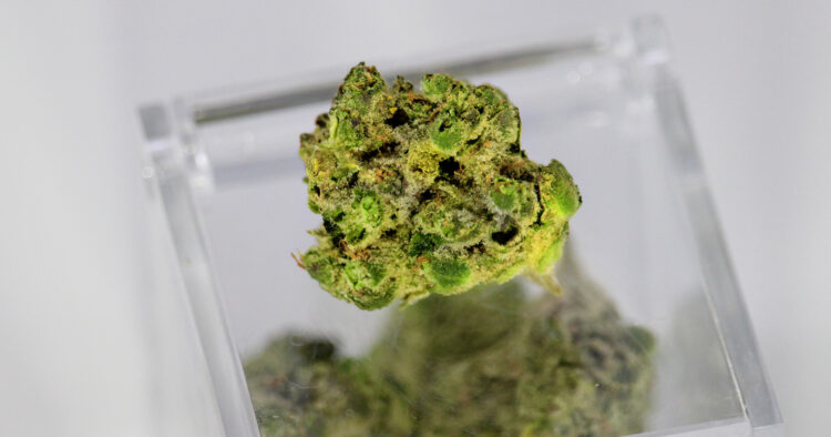 Marijuana