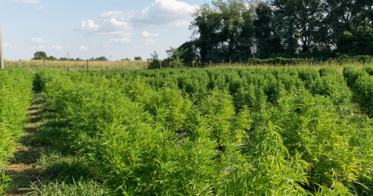 Cannabisodling