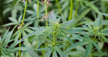 Cannabisplantor