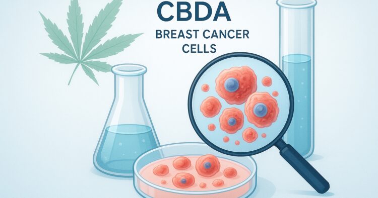 CBDA-studie om aggressiva bröstcancerceller i laboratorium