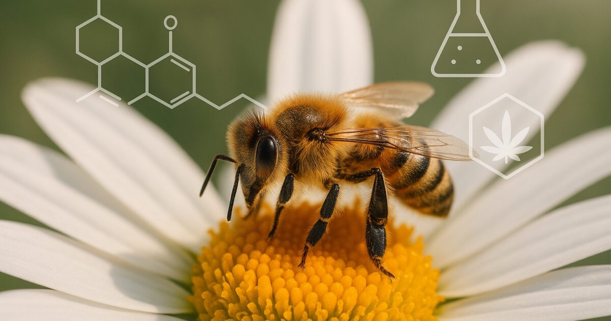 Honningbi på blomst med vitenskapelig teft