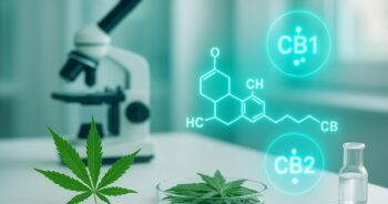 Laboratorium med cannabisblader og molekylære modeller rundt CB1 og CB2