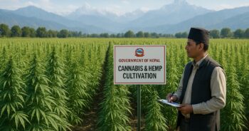 Reguleret cannabisdyrkning i Gandaki-provinsen, Nepal