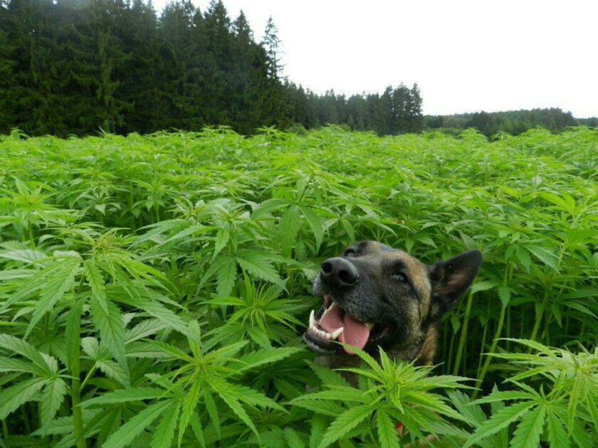 Hund i cannabis
