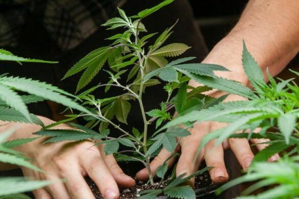 Cannabisplanta