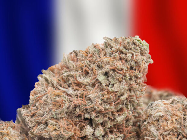 Fransk cannabis
