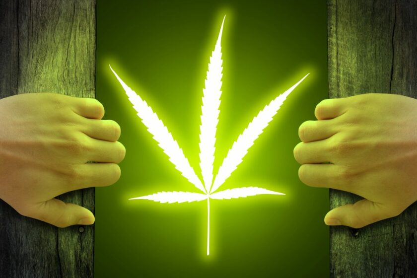 Legalisera cannabis